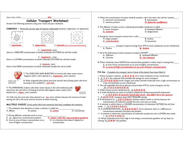 Cell transport review worksheet answers pdf