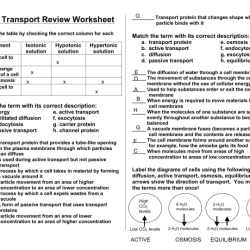 Cell transport review worksheet answers pdf