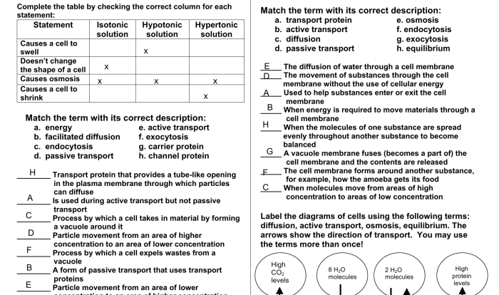 Cell transport review worksheet answers pdf