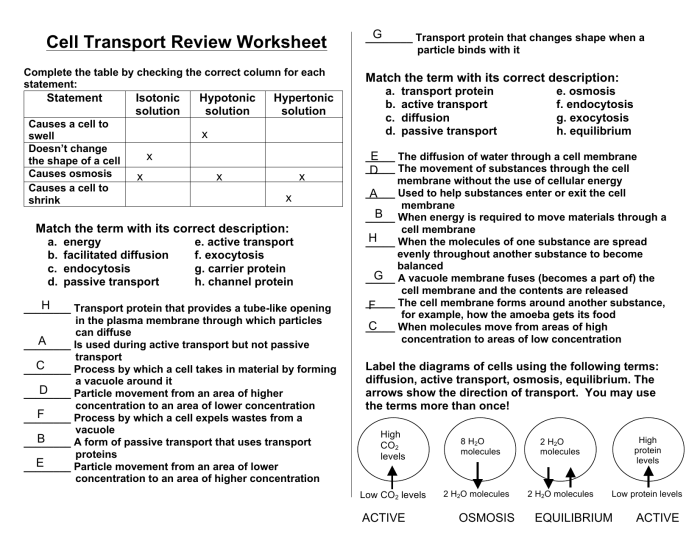 Cell transport review worksheet answers pdf