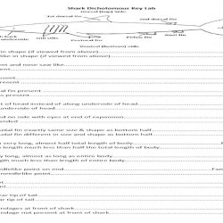 Shark dichotomous key answer key