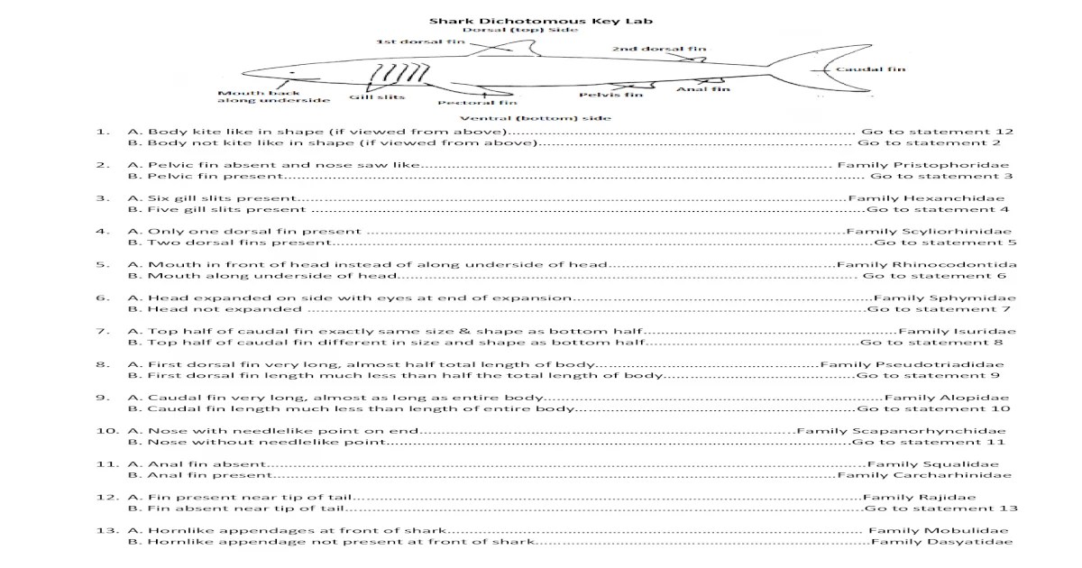 Shark dichotomous key answer key