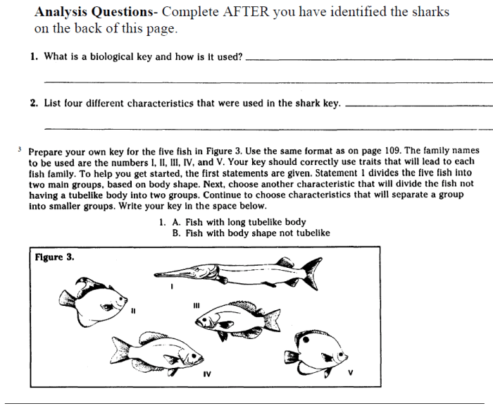 Shark dichotomous key answer key