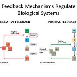 Feedback mechanisms answer key pogil