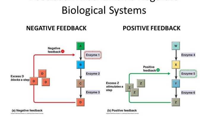 Feedback mechanisms answer key pogil