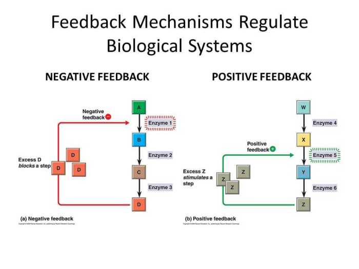 Feedback mechanisms answer key pogil