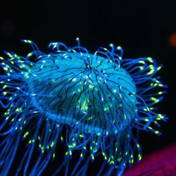 Bioluminescent organisms: meet the living nightlights of our world