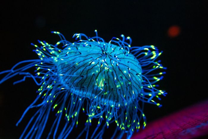 Bioluminescent organisms: meet the living nightlights of our world