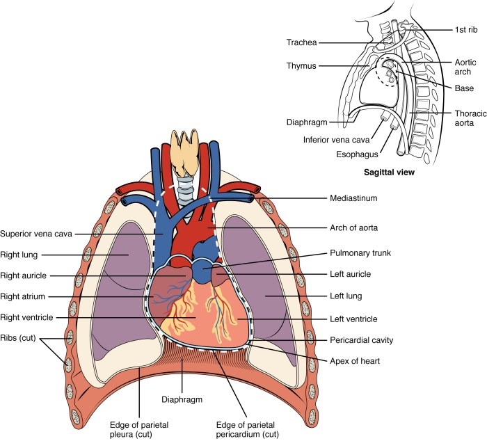 Label the structures of the thoracic cavity.