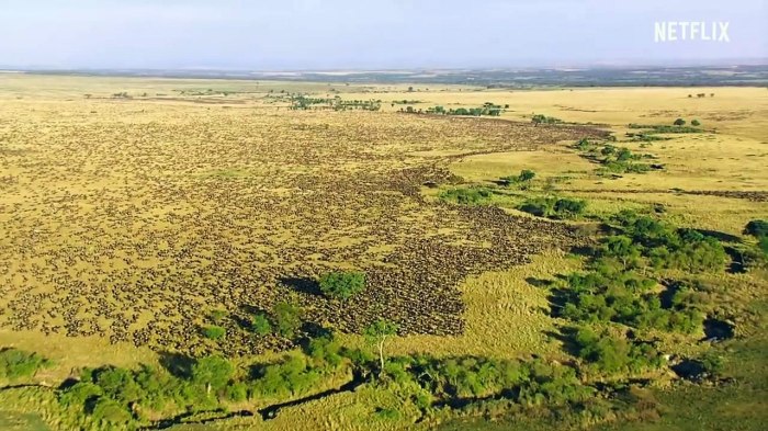 Grasslands seas coastal ampeduplearning