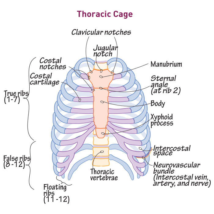 Label the structures of the thoracic cavity.