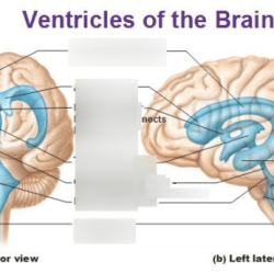 Drag the labels to identify the ventricles of the brain