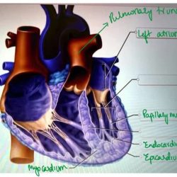 Cavity thoracic quizlet labels