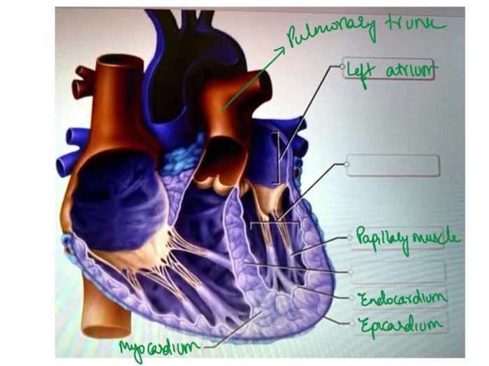 Cavity thoracic quizlet labels