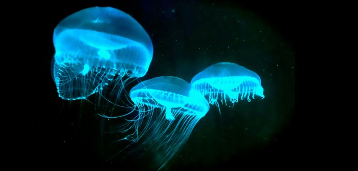 Bioluminescent organisms: meet the living nightlights of our world